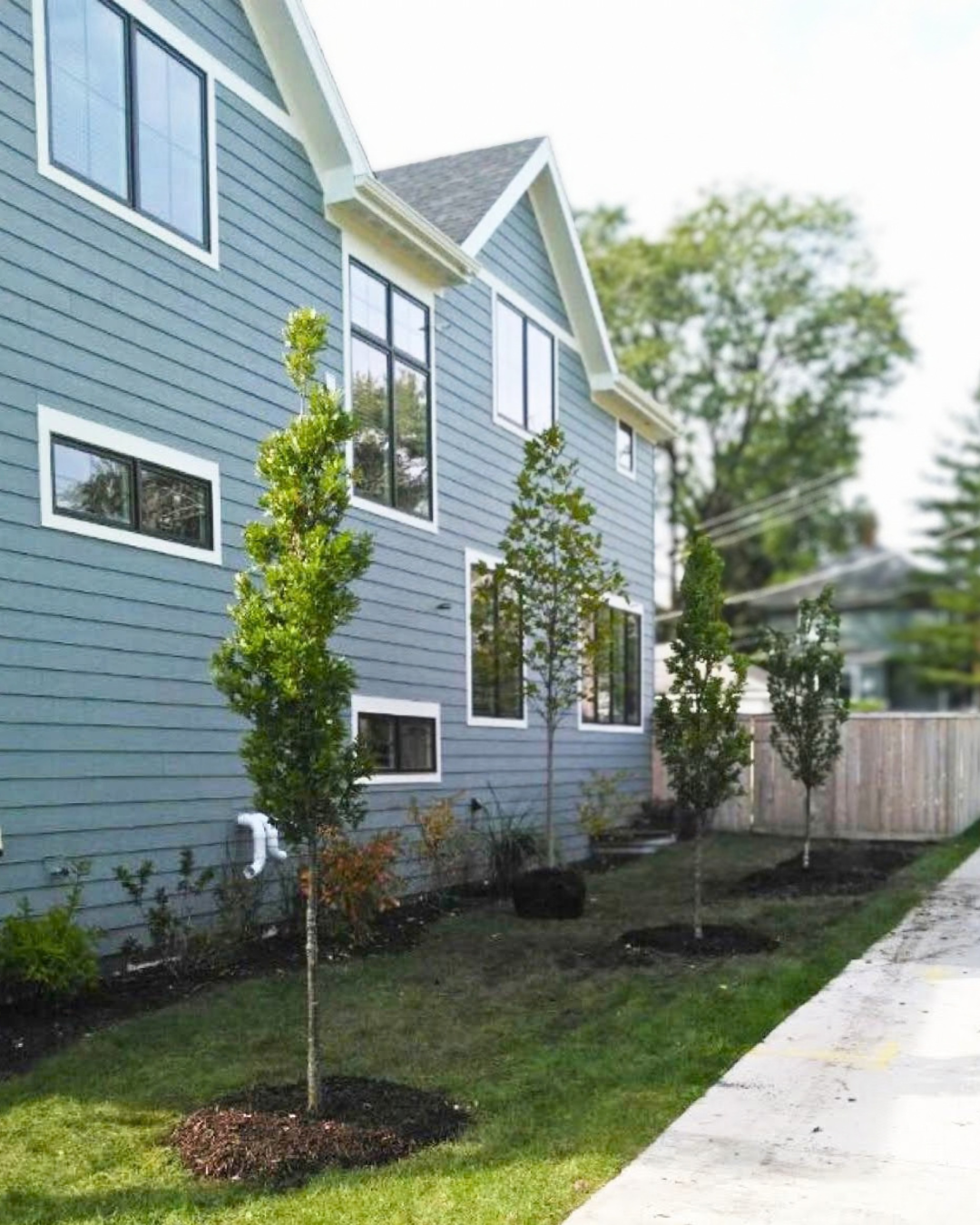 Crimson Spire™ Oak planted in a narrow side yard.
